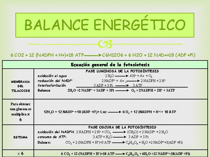 BALANCE ENERGÉTICO 6 CO 2 + 12 (NADPH + H+)+18 ATP▬▬▬►C 6 H 12