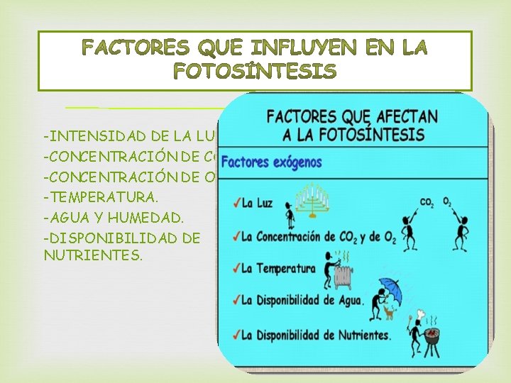 -INTENSIDAD DE LA LUZ. -CONCENTRACIÓN DE CO 2. -CONCENTRACIÓN DE O 2. -TEMPERATURA. -AGUA