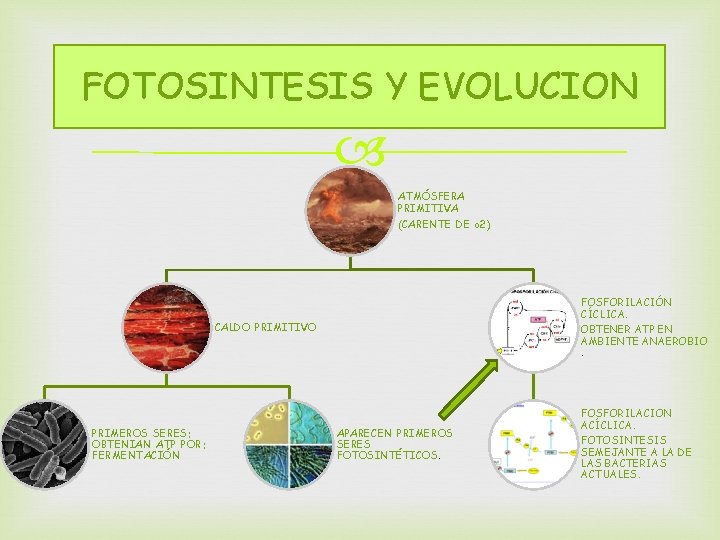 FOTOSINTESIS Y EVOLUCION ATMÓSFERA PRIMITIVA (CARENTE DE o 2) FOSFORILACIÓN CÍCLICA. CALDO PRIMITIVO PRIMEROS