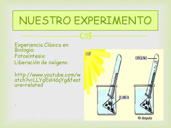 NUESTRO EXPERIMENTO Experiencia Clásica en Biología: Fotosíntesis: Liberación de oxígeno. http: //www. youtube. com/w