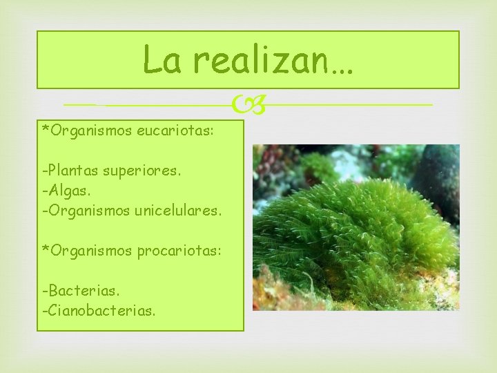 La realizan… *Organismos eucariotas: -Plantas superiores. -Algas. -Organismos unicelulares. *Organismos procariotas: -Bacterias. -Cianobacterias. 