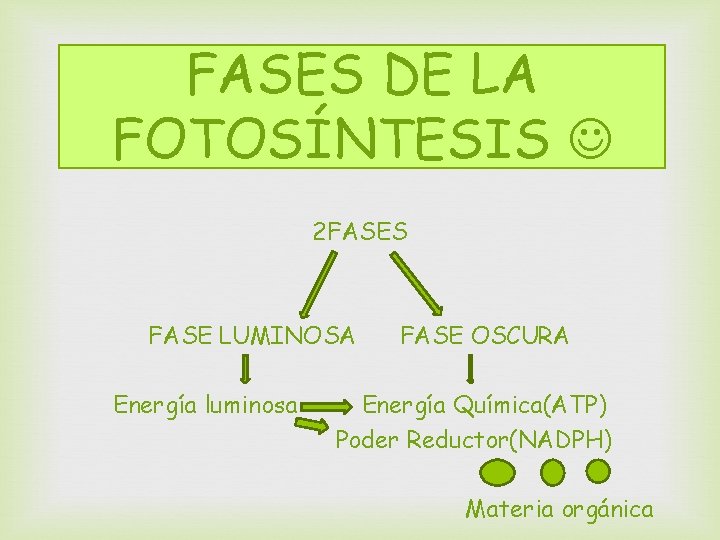 FASES DE LA FOTOSÍNTESIS 2 FASES FASE LUMINOSA Energía luminosa FASE OSCURA Energía Química(ATP)