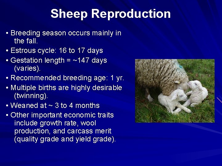 Sheep Reproduction • Breeding season occurs mainly in the fall. • Estrous cycle: 16