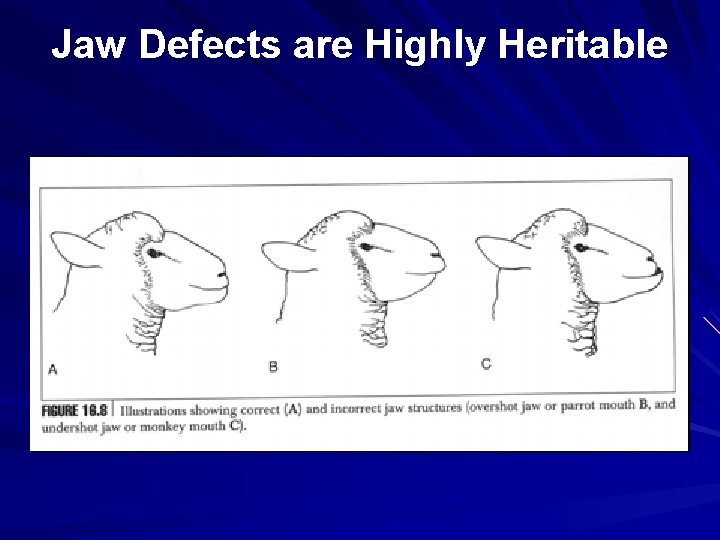 Jaw Defects are Highly Heritable 