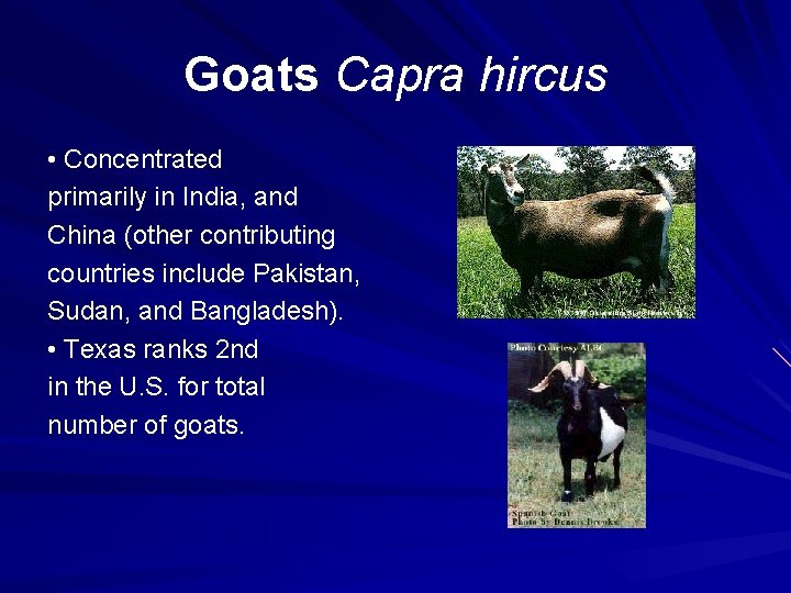 Goats Capra hircus • Concentrated primarily in India, and China (other contributing countries include