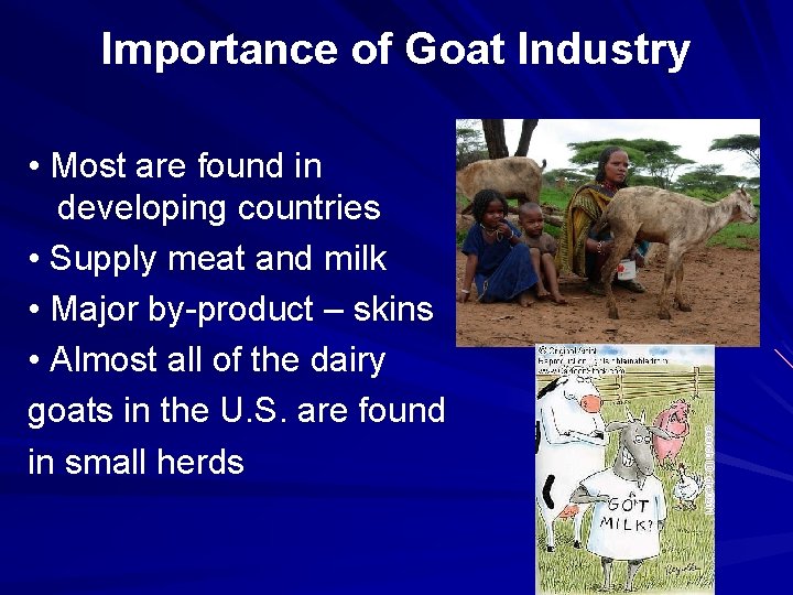 Importance of Goat Industry • Most are found in developing countries • Supply meat