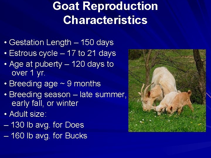 Goat Reproduction Characteristics • Gestation Length – 150 days • Estrous cycle – 17
