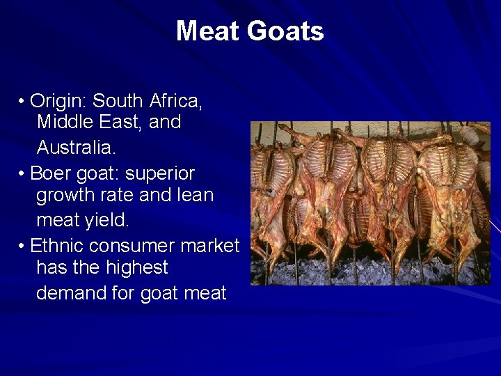 Meat Goats • Origin: South Africa, Middle East, and Australia. • Boer goat: superior