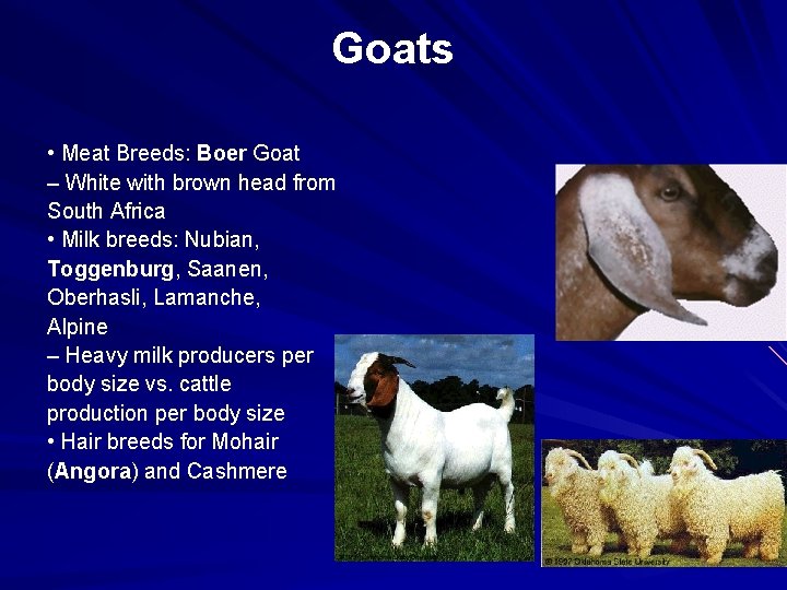 Goats • Meat Breeds: Boer Goat – White with brown head from South Africa