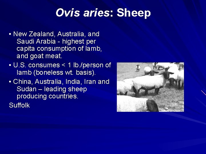 Ovis aries: Sheep • New Zealand, Australia, and Saudi Arabia - highest per capita