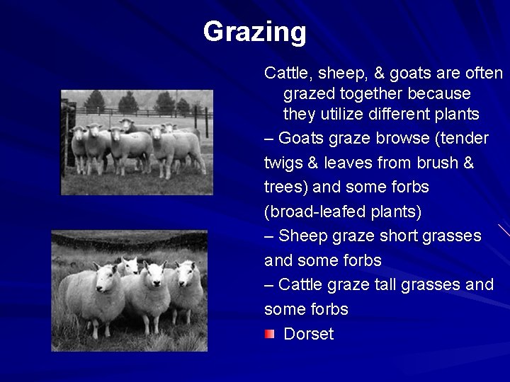 Grazing Cattle, sheep, & goats are often grazed together because they utilize different plants