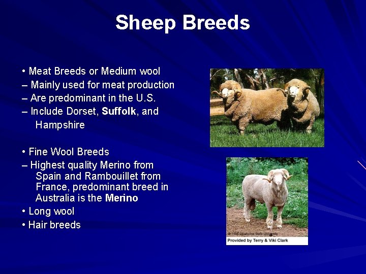 Sheep Breeds • Meat Breeds or Medium wool – Mainly used for meat production