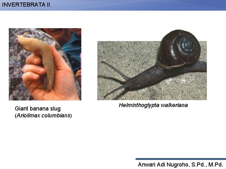 INVERTEBRATA II Giant banana slug (Ariolimax columbians) Helminthoglypta walkeriana Anwari Adi Nugroho, S. Pd.