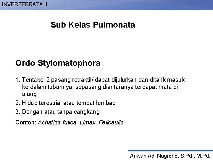 INVERTEBRATA II Sub Kelas Pulmonata Ordo Stylomatophora 1. Tentakel 2 pasang retraktil/ dapat dijulurkan