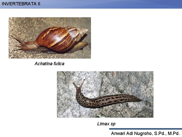 INVERTEBRATA II Achatina fulica Limax sp Anwari Adi Nugroho, S. Pd. , M. Pd.