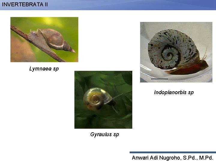 INVERTEBRATA II Lymnaea sp Indoplanorbis sp Gyraulus sp Anwari Adi Nugroho, S. Pd. ,