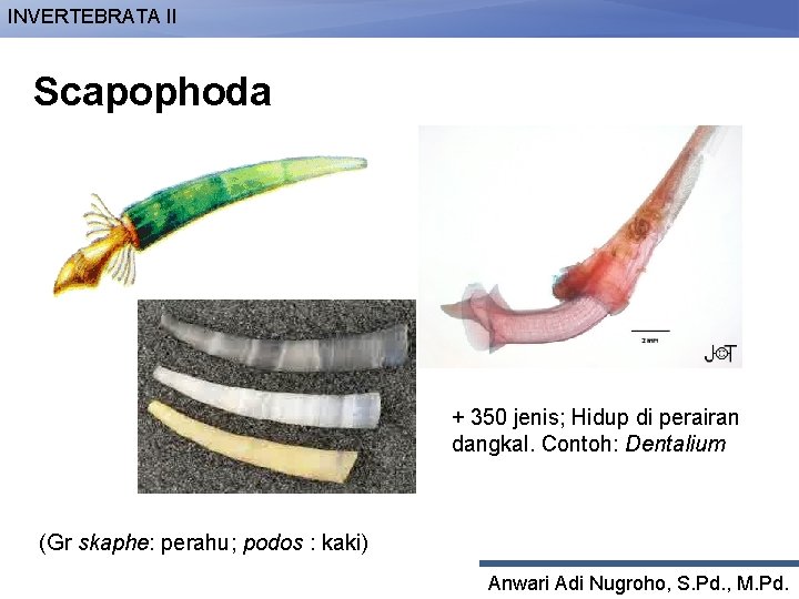 INVERTEBRATA II Scapophoda + 350 jenis; Hidup di perairan dangkal. Contoh: Dentalium (Gr skaphe: