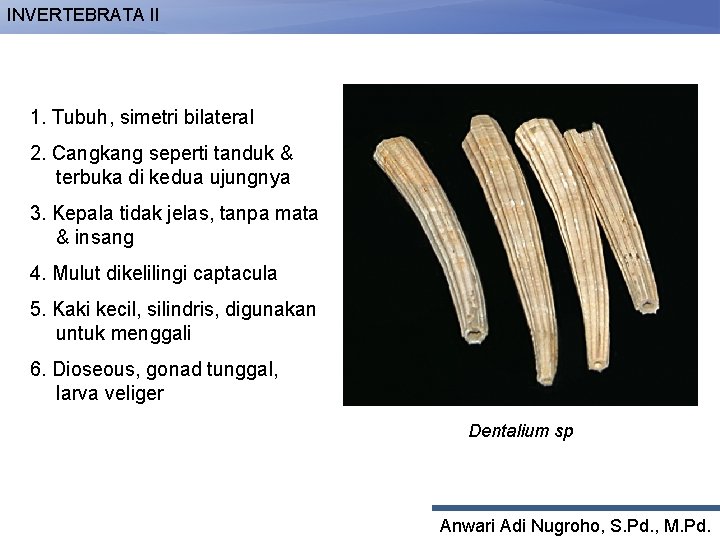 INVERTEBRATA II 1. Tubuh, simetri bilateral 2. Cangkang seperti tanduk & terbuka di kedua