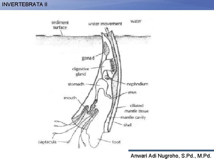 INVERTEBRATA II Anwari Adi Nugroho, S. Pd. , M. Pd. 