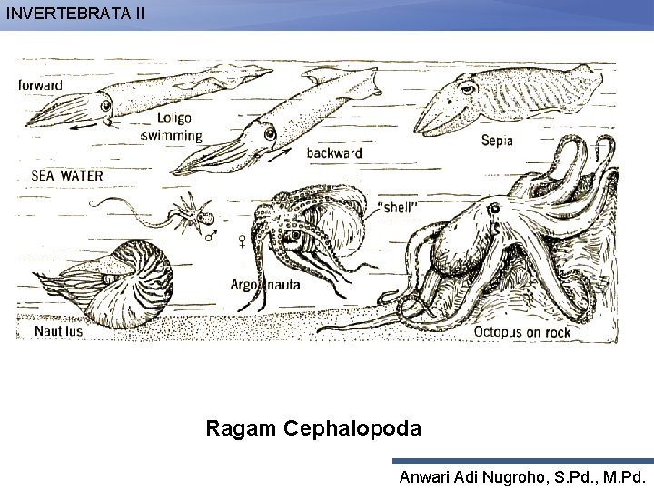 INVERTEBRATA II Ragam Cephalopoda Anwari Adi Nugroho, S. Pd. , M. Pd. 