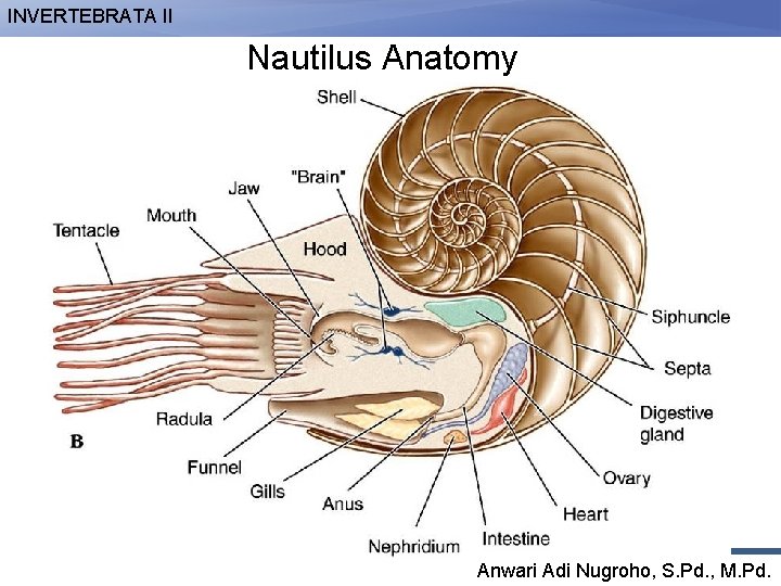 INVERTEBRATA II Nautilus Anatomy Anwari Adi Nugroho, S. Pd. , M. Pd. 