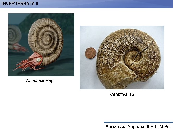 INVERTEBRATA II Ammonites sp Ceratites sp Anwari Adi Nugroho, S. Pd. , M. Pd.