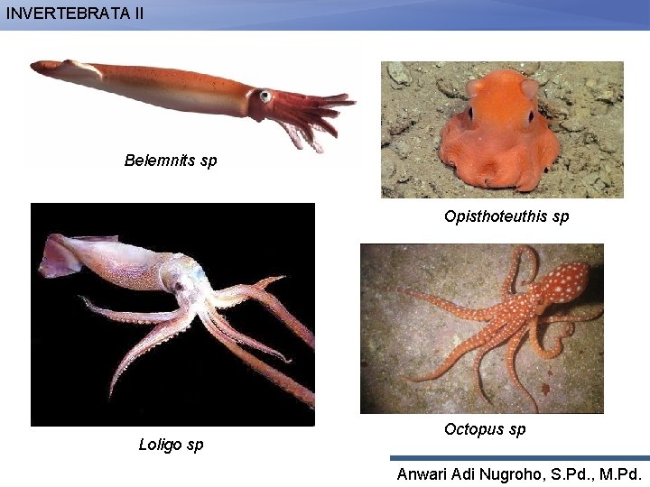 INVERTEBRATA II Belemnits sp Opisthoteuthis sp Loligo sp Octopus sp Anwari Adi Nugroho, S.