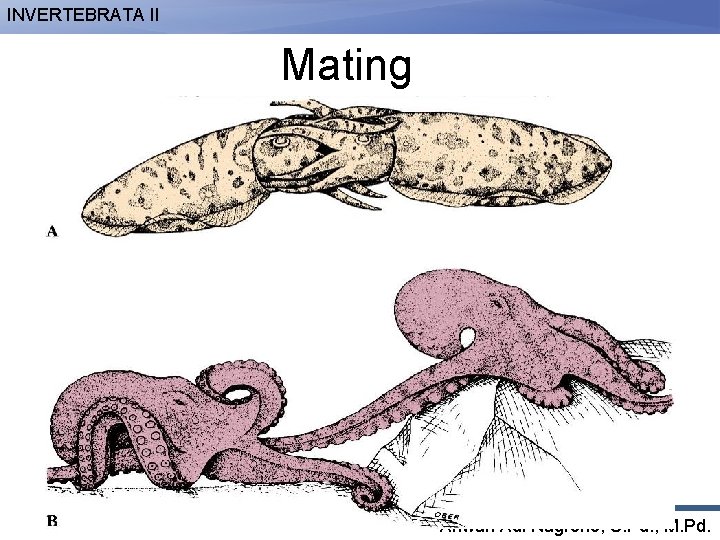 INVERTEBRATA II Mating Anwari Adi Nugroho, S. Pd. , M. Pd. 