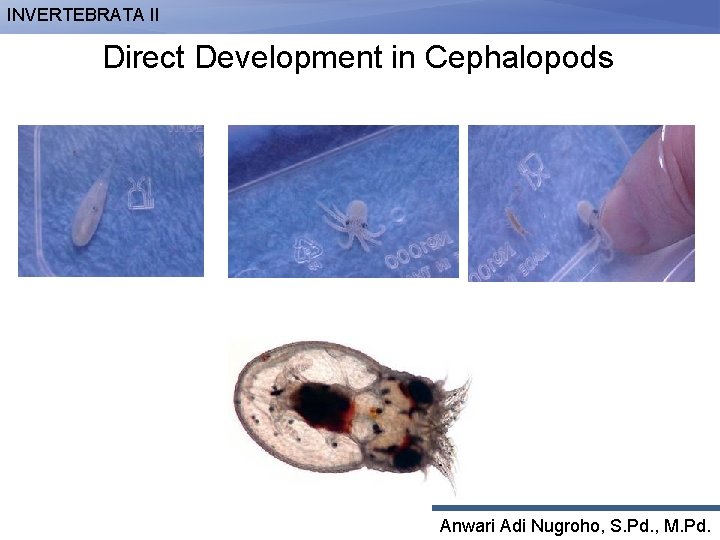 INVERTEBRATA II Direct Development in Cephalopods Anwari Adi Nugroho, S. Pd. , M. Pd.