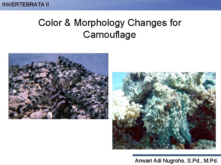 INVERTEBRATA II Color & Morphology Changes for Camouflage Anwari Adi Nugroho, S. Pd. ,