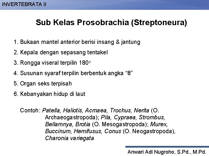 INVERTEBRATA II Sub Kelas Prosobrachia (Streptoneura) 1. Bukaan mantel anterior berisi insang & jantung