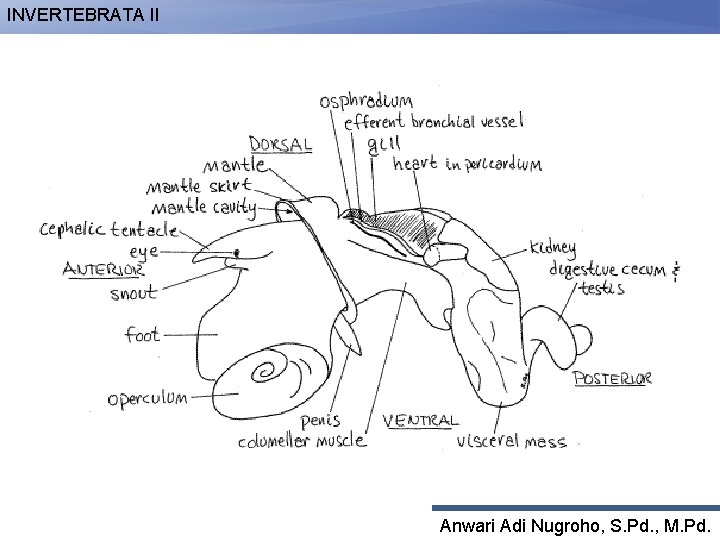 INVERTEBRATA II Anwari Adi Nugroho, S. Pd. , M. Pd. 