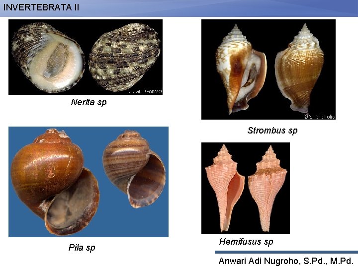 INVERTEBRATA II Nerita sp Strombus sp Pila sp Hemifusus sp Anwari Adi Nugroho, S.