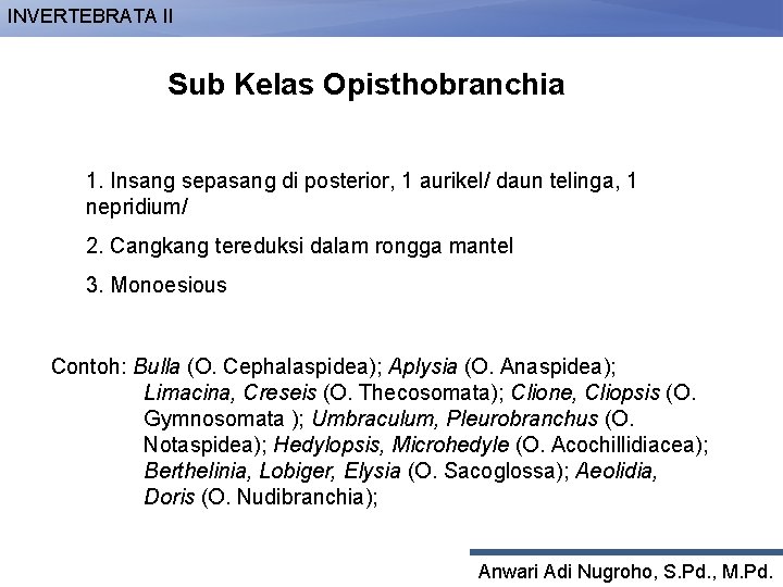 INVERTEBRATA II Sub Kelas Opisthobranchia 1. Insang sepasang di posterior, 1 aurikel/ daun telinga,