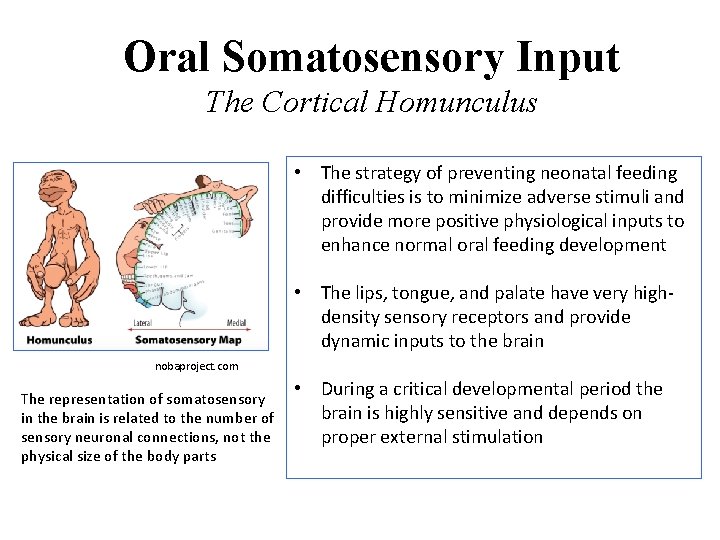 Oral Somatosensory Input The Cortical Homunculus • The strategy of preventing neonatal feeding difficulties