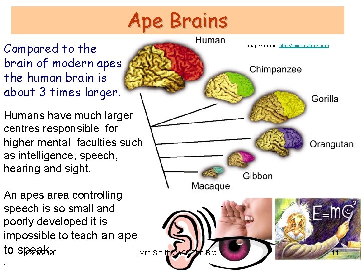 Ape Brains Compared to the brain of modern apes the human brain is about