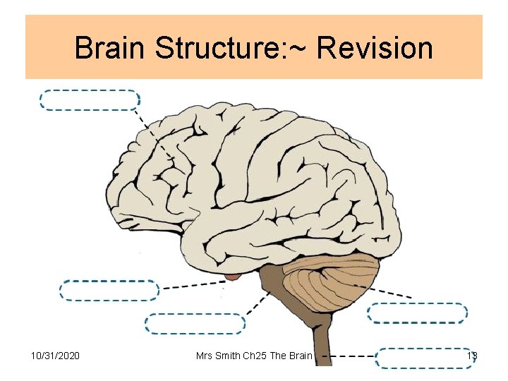 Brain Structure: ~ Revision 10/31/2020 Mrs Smith Ch 25 The Brain 13 