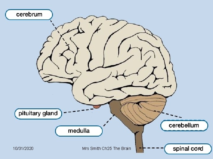 10/31/2020 Mrs Smith Ch 25 The Brain 14 