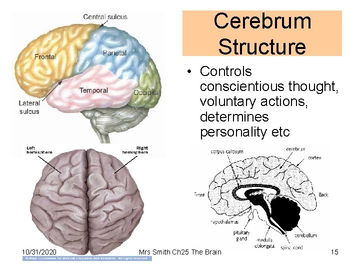 Cerebrum Structure • Controls conscientious thought, voluntary actions, determines personality etc 10/31/2020 Mrs Smith