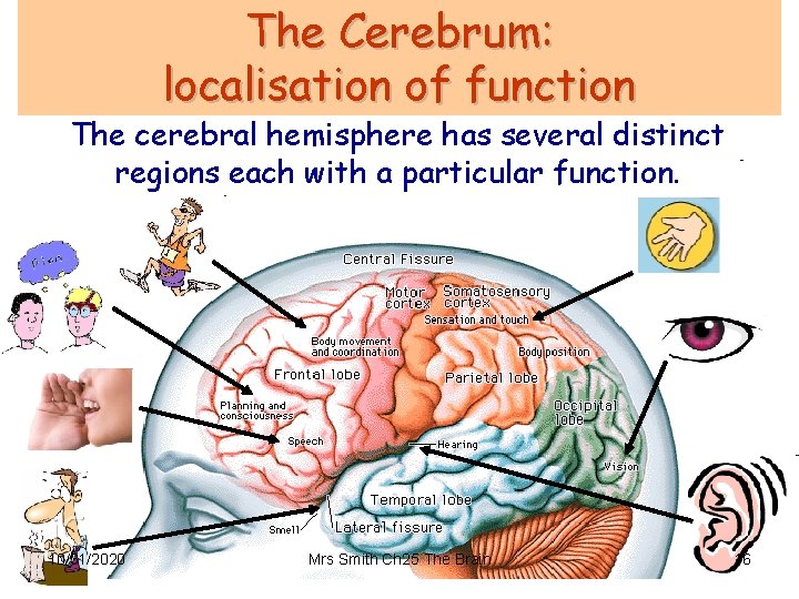 The Cerebrum: localisation of function The cerebral hemisphere has several distinct regions each with