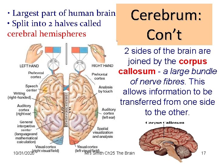  • Largest part of human brain • Split into 2 halves called cerebral