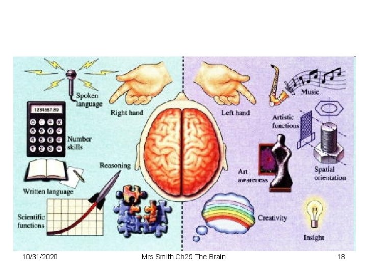 10/31/2020 Mrs Smith Ch 25 The Brain 18 