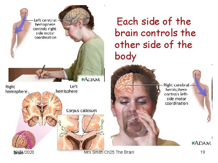 Each side of the brain controls the other side of the body 10/31/2020 Mrs