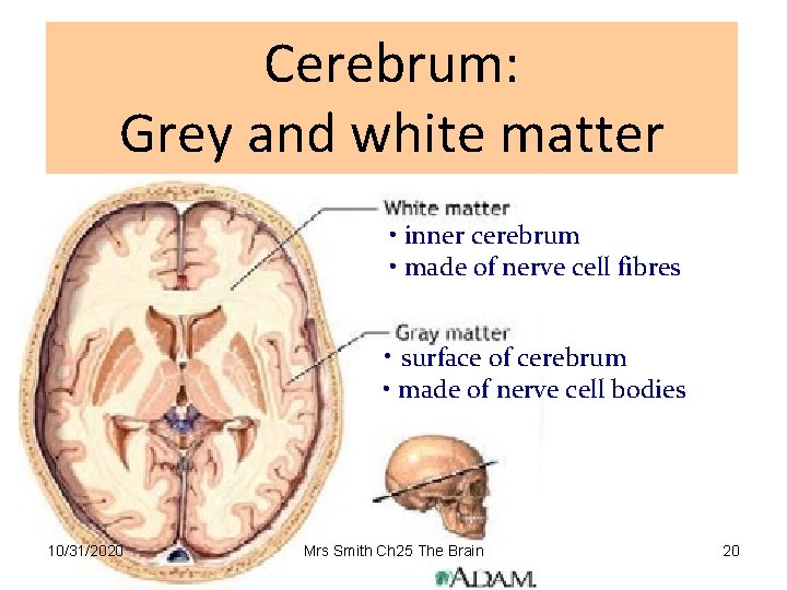 Cerebrum: Grey and white matter • inner cerebrum • made of nerve cell fibres