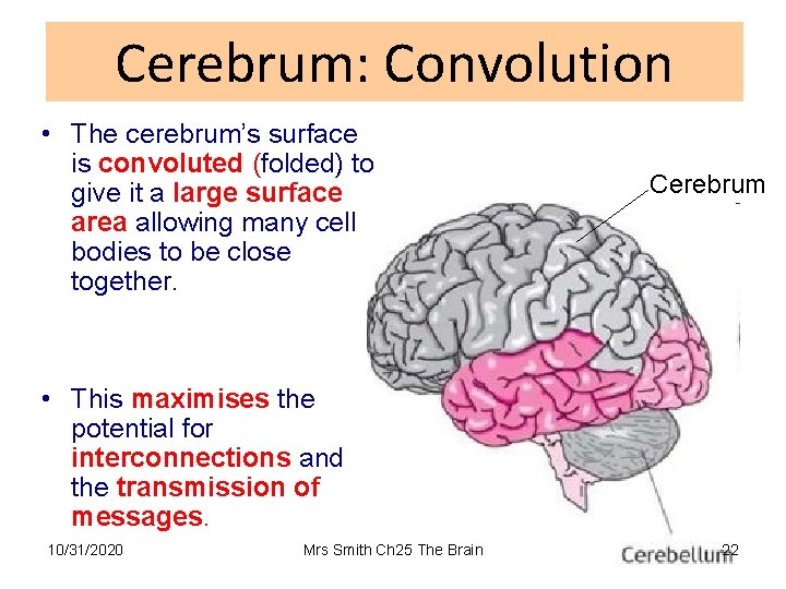 Cerebrum: Convolution • The cerebrum’s surface is convoluted (folded) to give it a large