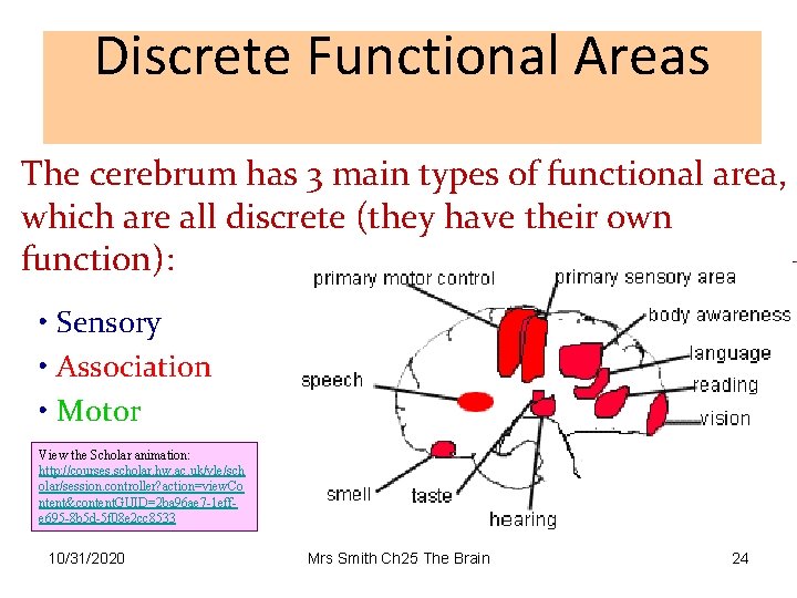 Discrete Functional Areas The cerebrum has 3 main types of functional area, which are