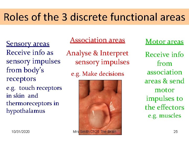 Roles of the 3 discrete functional areas Association areas Sensory areas Receive info as