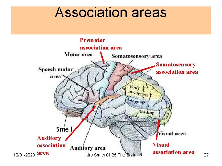 Association areas Premotor association area Somatosensory association area 10/31/2020 Auditory association area Mrs Smith