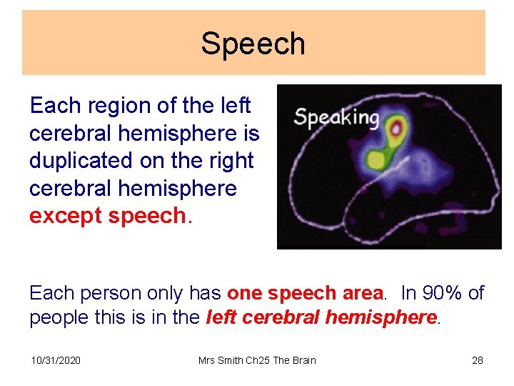 Speech Each region of the left cerebral hemisphere is duplicated on the right cerebral