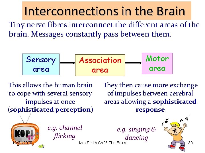 Interconnections in the Brain Tiny nerve fibres interconnect the different areas of the brain.